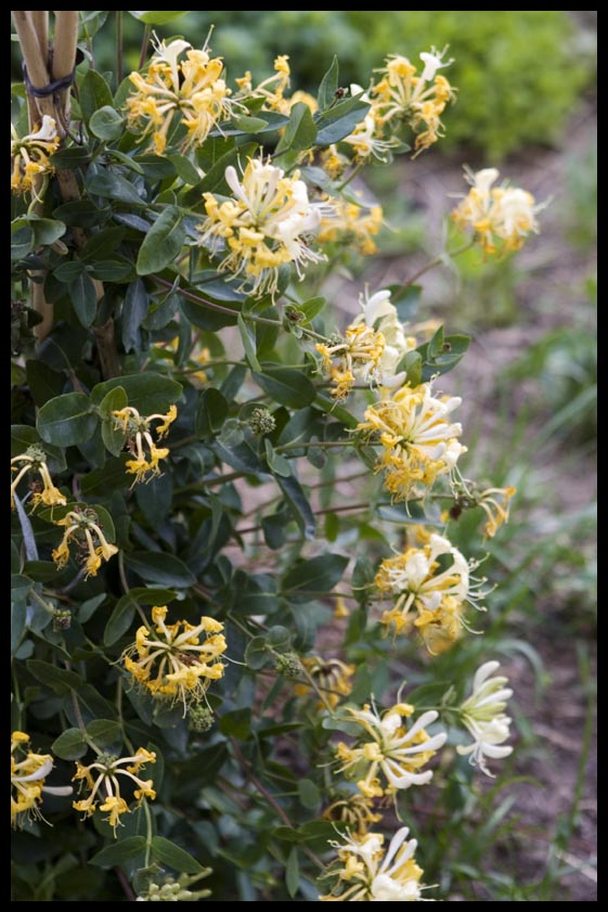 Succulent Wild Woman by S.A.R.K. Succulent Wild Woman by S.A.R.K.