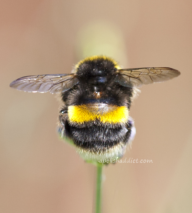 picture Real Cute Bumble Bee cute bumble bee quotes quotesgram