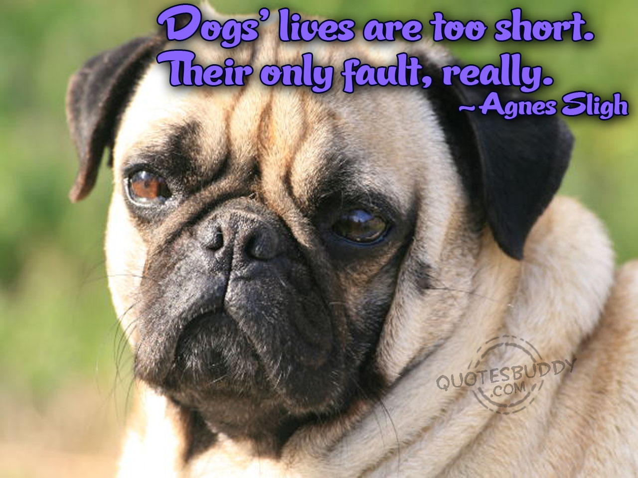 Funny Dog Quotes. QuotesGram