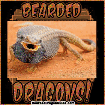 Bearded Dragons Funny Quotes. QuotesGram
