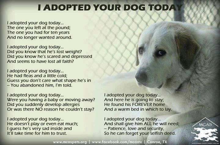 Rescue Dog Poems And Quotes QuotesGram