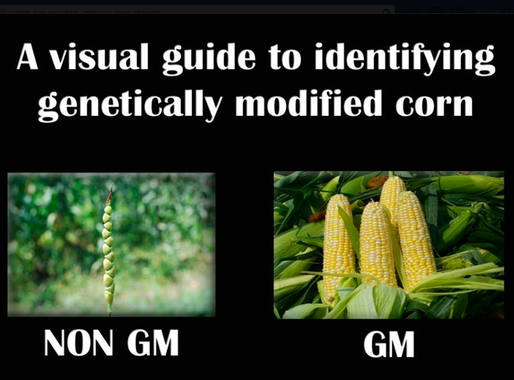 the overwhelming benefits and controversial issues of genetically modified organisms the overwhelming benefits and controversial issues of genetically modified organisms
