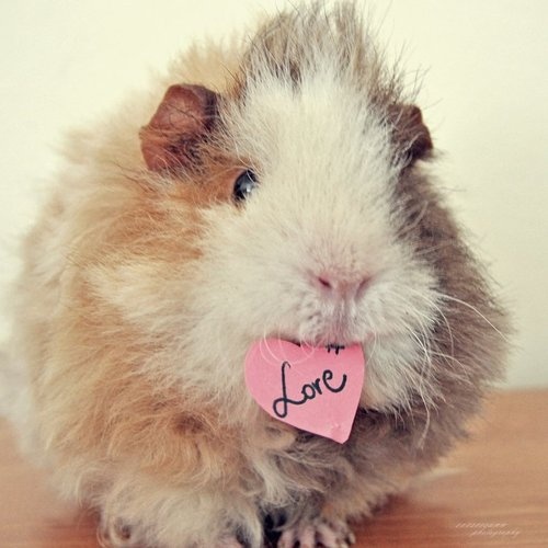 Guinea Pig Love Quotes. QuotesGram