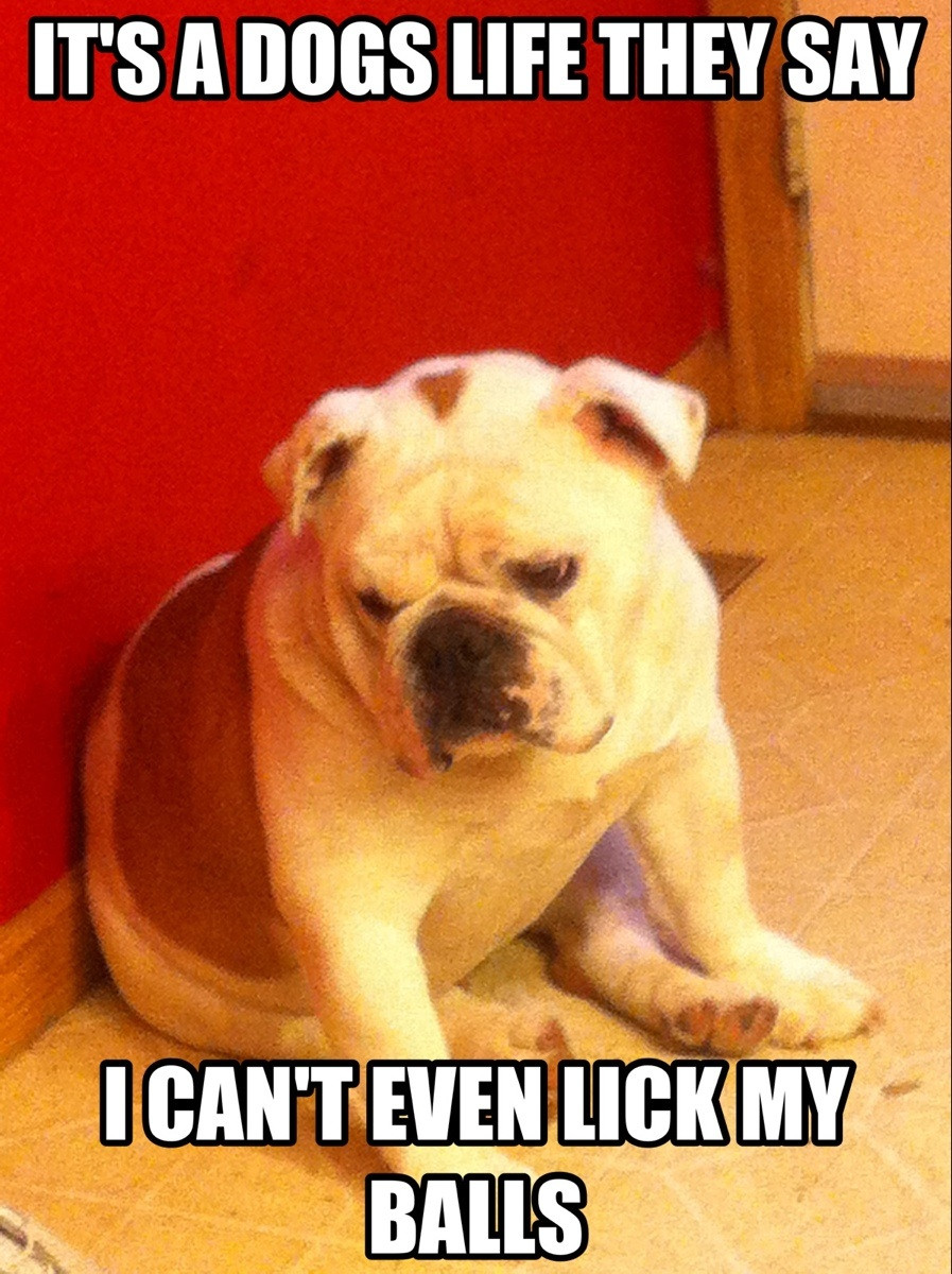 english bulldog quotes quotesgram a very larry christmas