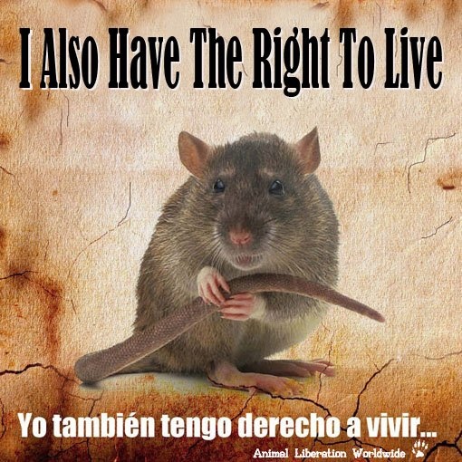 animal-cruelty-quotes-suffering-quotesgram