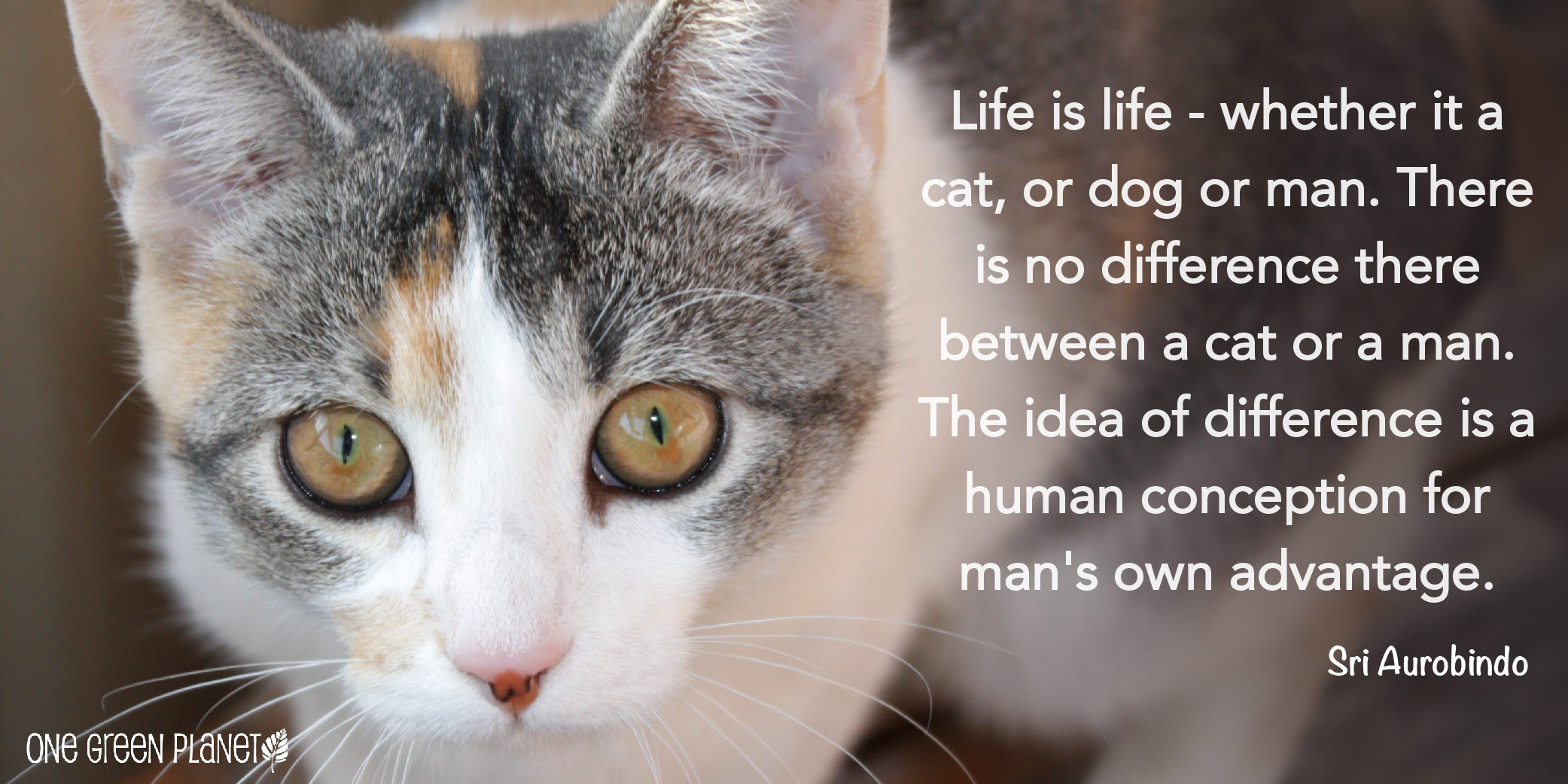 Quotes About Helping Animals. QuotesGram