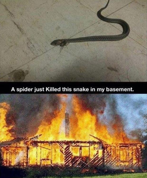 Spider Killing Fire Quotes Quotesgram
