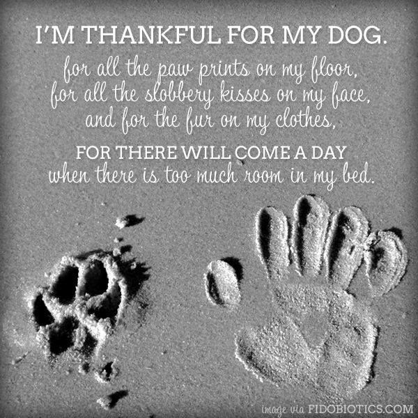 Thankful Dog Quotes QuotesGram