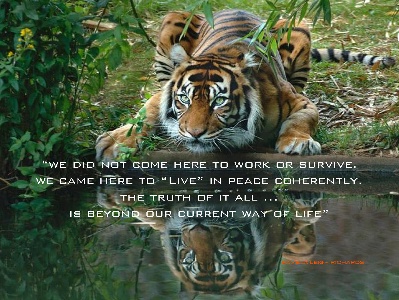 Strength Quotes About Tigers. QuotesGram