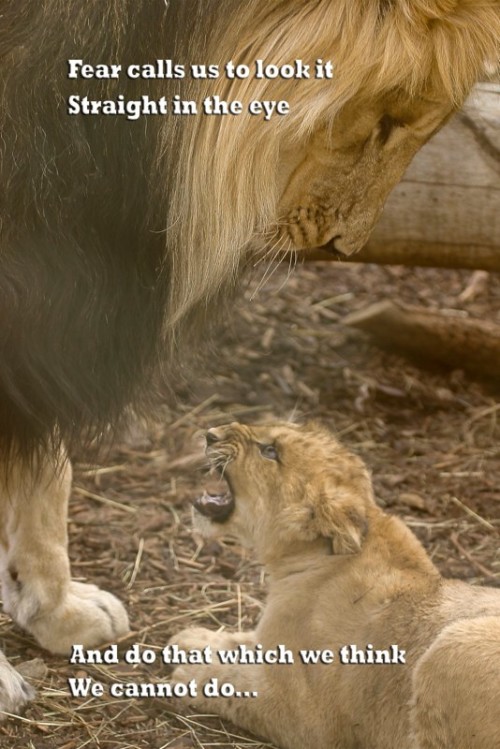 Hungry Lion Quotes. QuotesGram