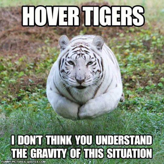 Funny Tiger Pictures With Quotes. QuotesGram Funny Tiger Pictures With Quotes. QuotesGram