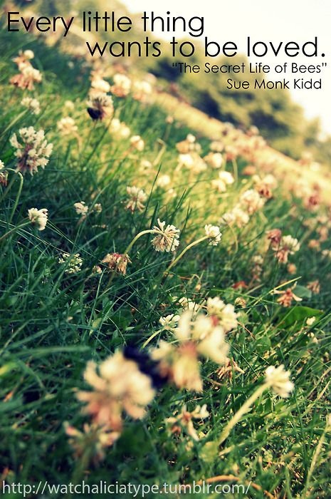 Quotes From The Secret Life Of Bees