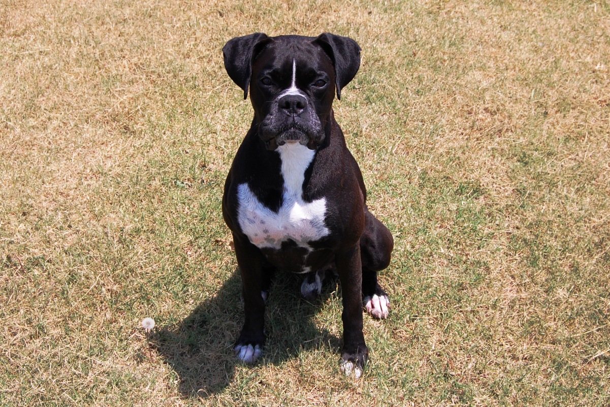 Black Boxer Dogs Funny Quotes. QuotesGram