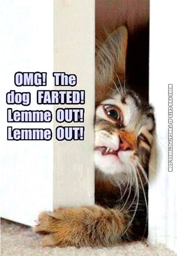 Tabby Farts