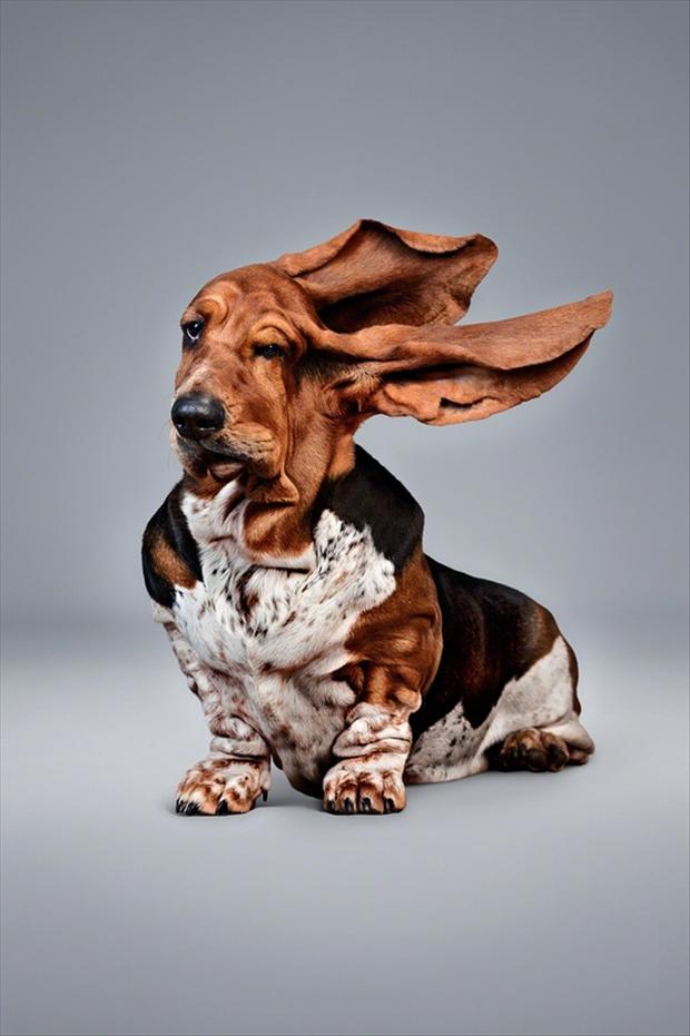 Wind Blowing Funny Quotes QuotesGram