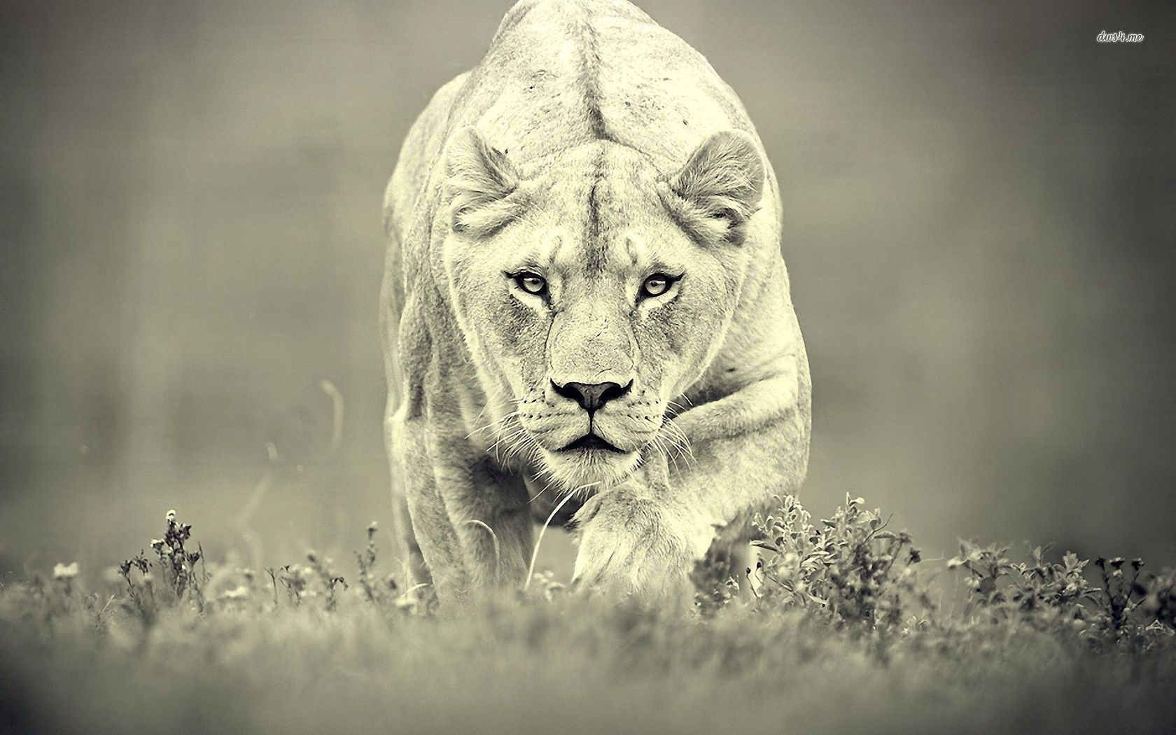 Lioness Courage Quotes. QuotesGram