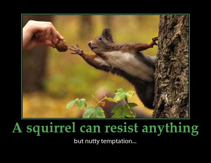 Squirrel Nut Funny Quotes. QuotesGram