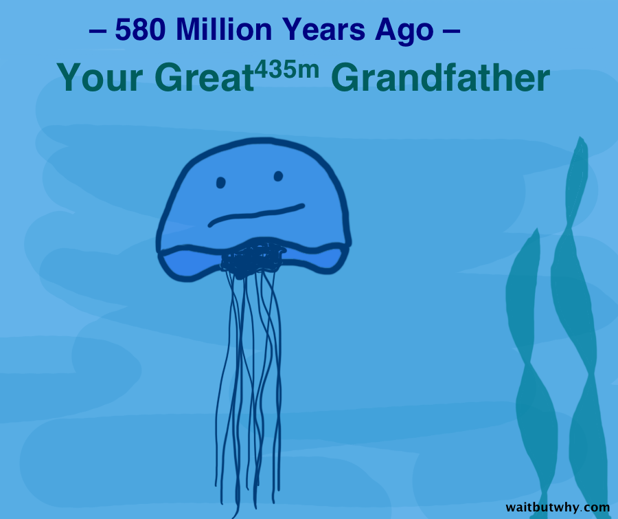 Jellyfish Quotes. QuotesGram