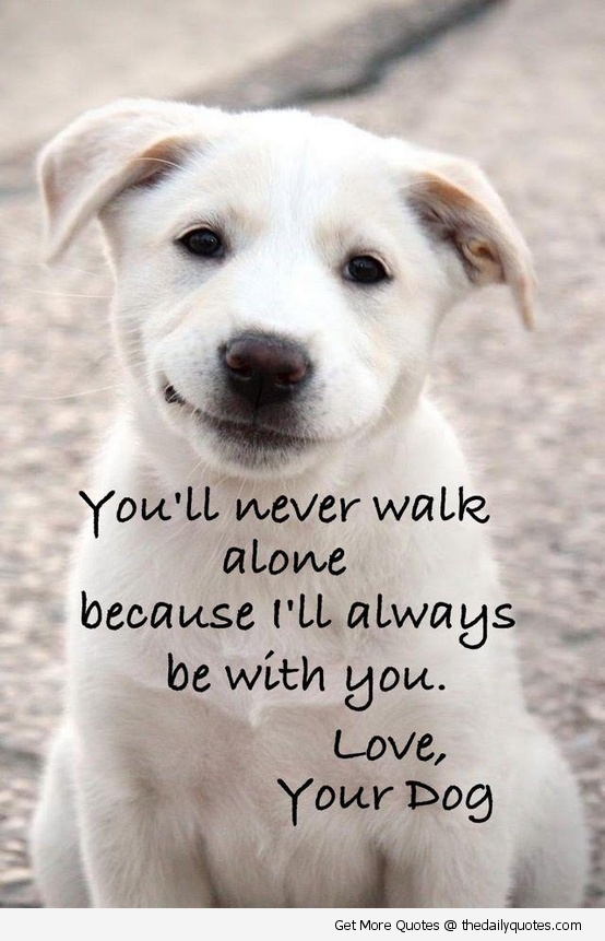 Dog Walking Quotes. QuotesGram