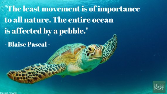 Ocean Conservation Quotes