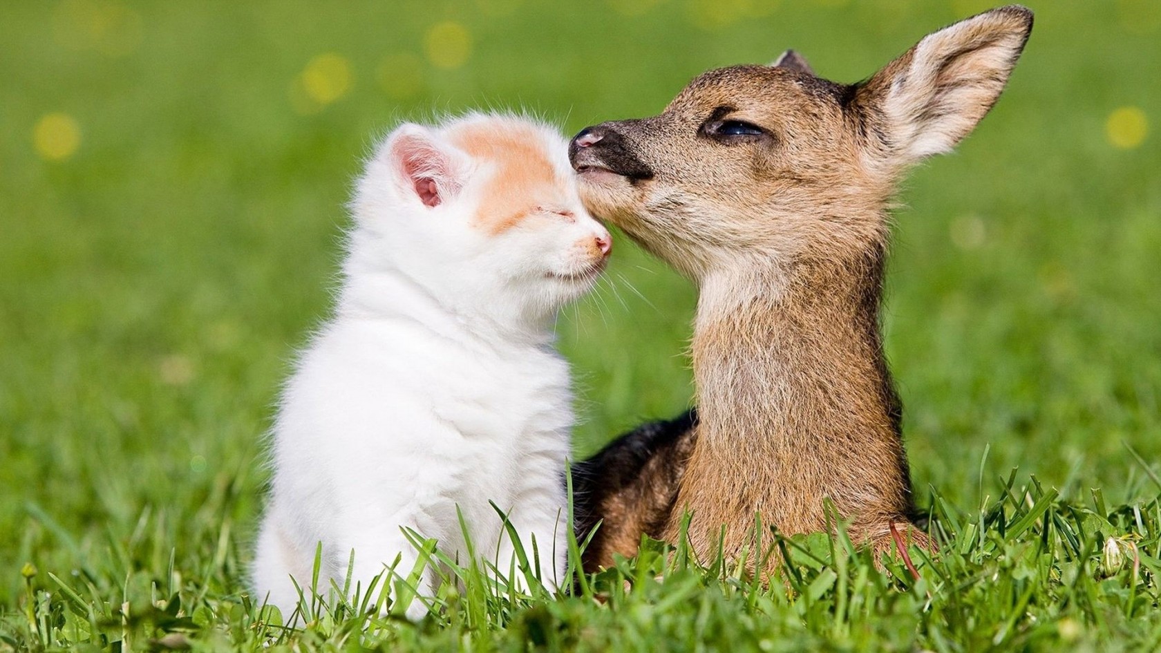  Cute  Animal  Friendship Wallpapers  With Quotes  QuotesGram