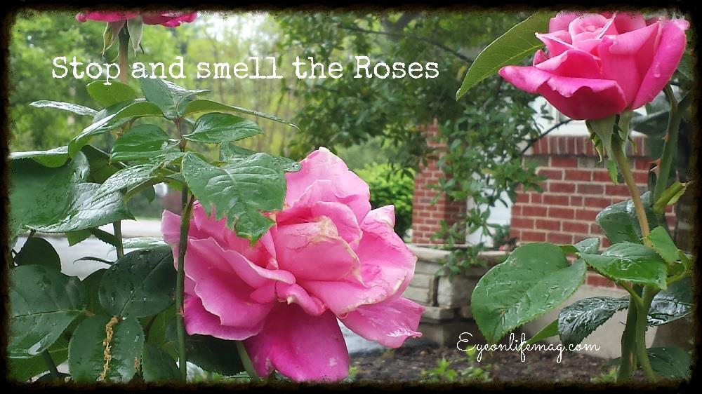 Smell The Roses Quotes. QuotesGram