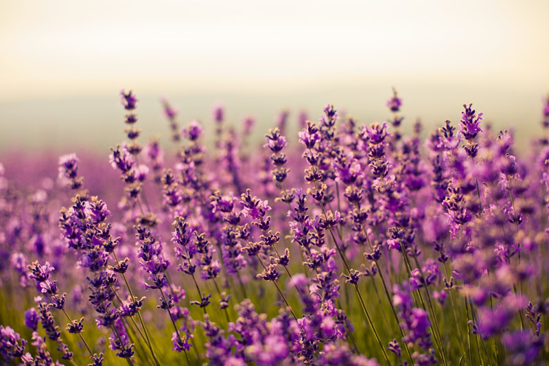 Quotes About Lavender Flowers. QuotesGram