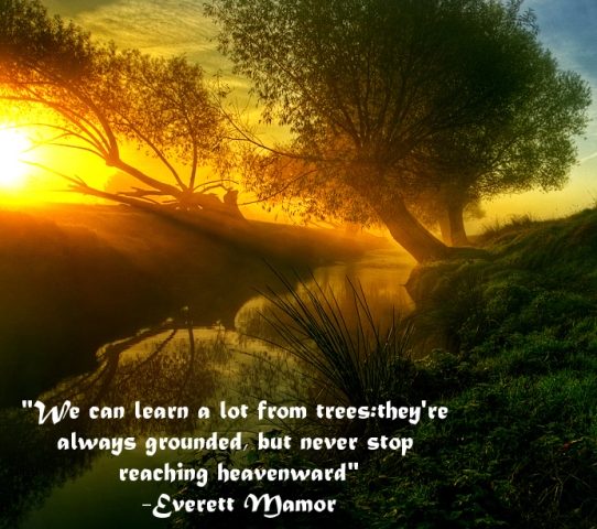 Famous Quotes About Saving Trees. QuotesGram