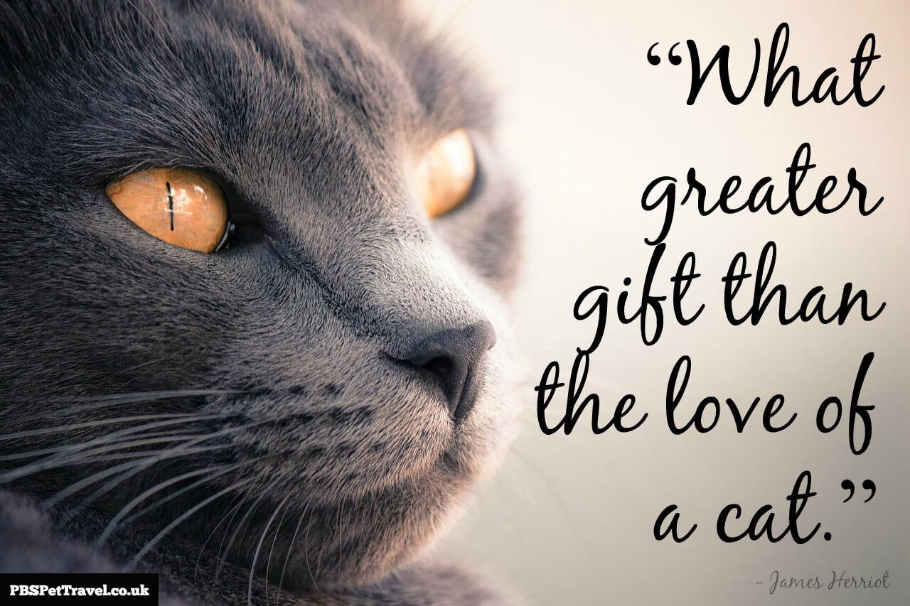 Best Cat Quotes. QuotesGram