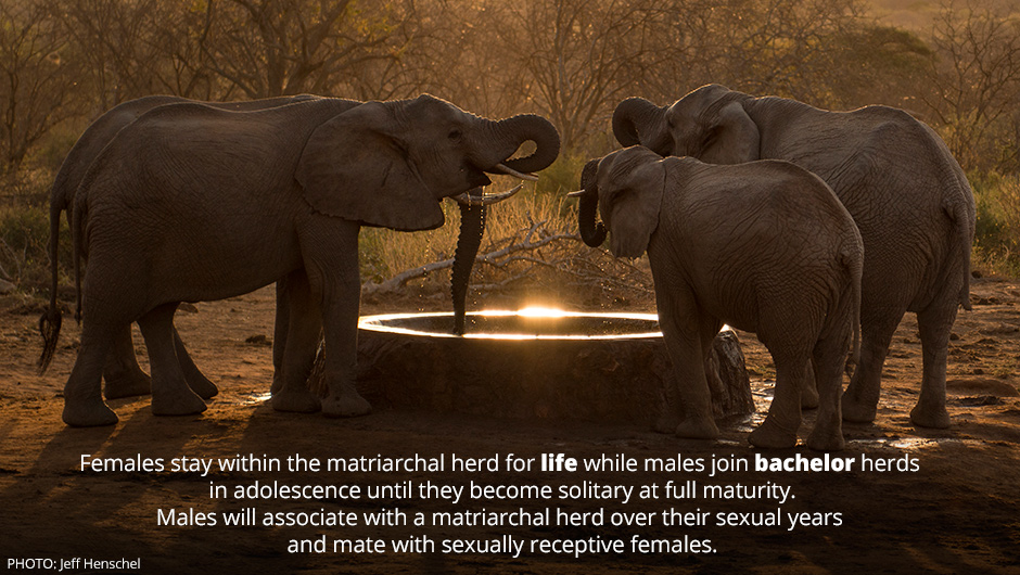 Quotes About Love And Elephants