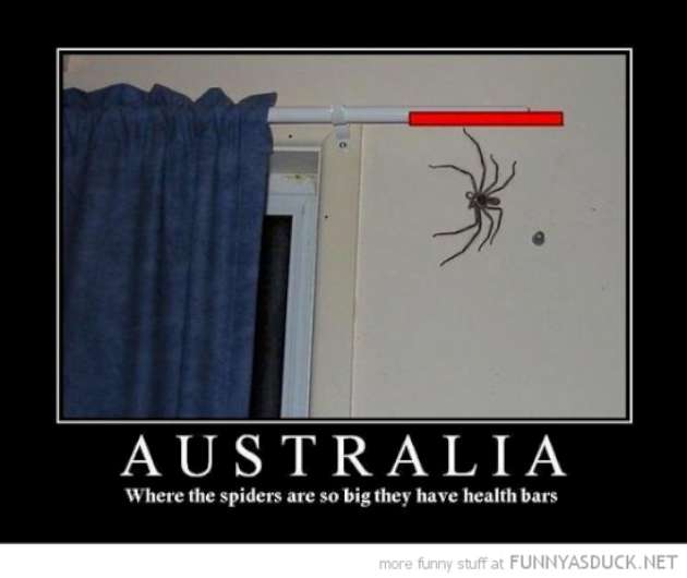 Image 325848 With Images Spider Meme Spiders Funny Funny