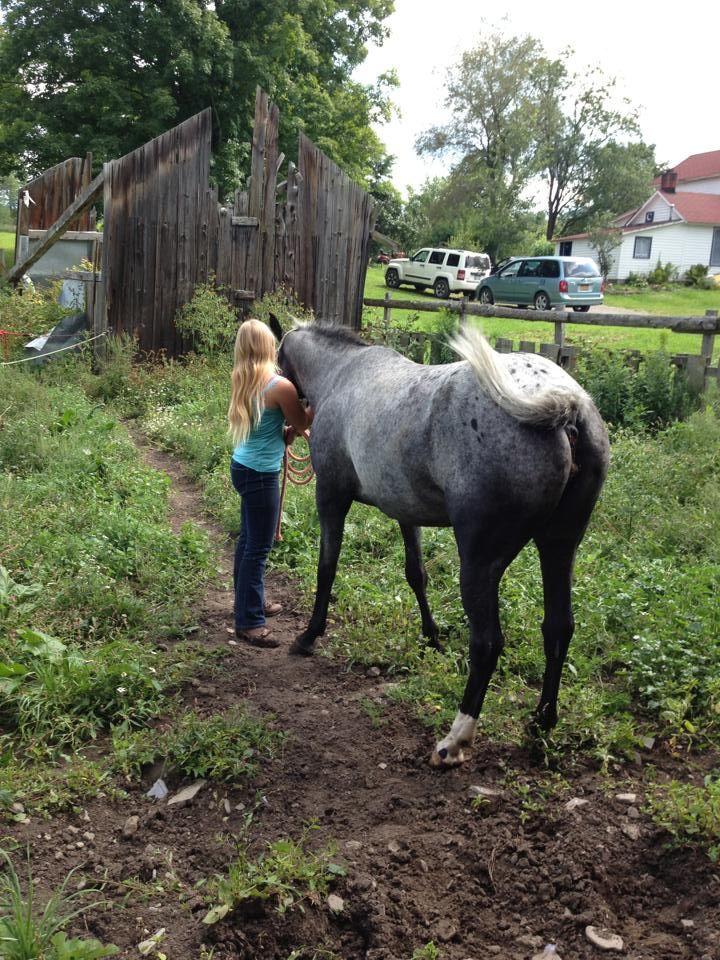 Horse Saying Goodbye Quotes. QuotesGram