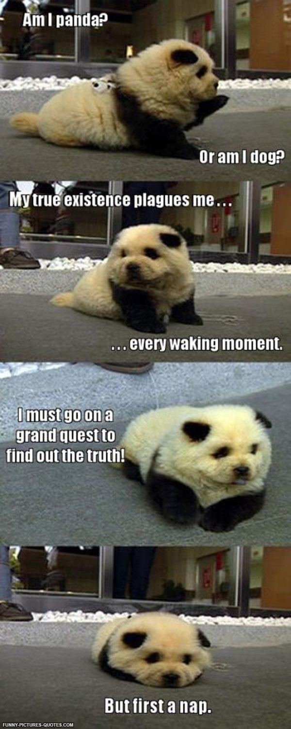 Silly Panda Quotes Quotesgram