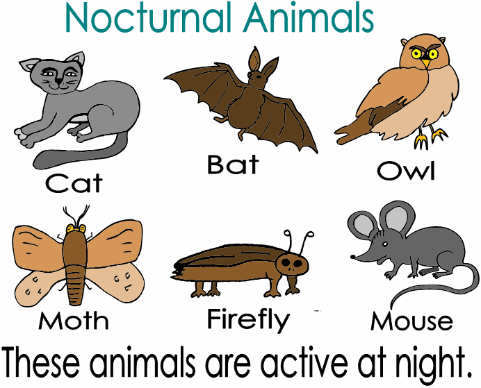 Nocturnal Night Owl Quotes. QuotesGram