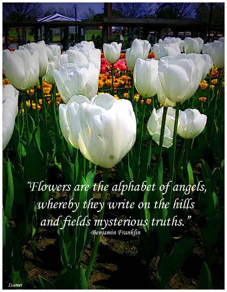 Tulips And Quotes Quotes. QuotesGram