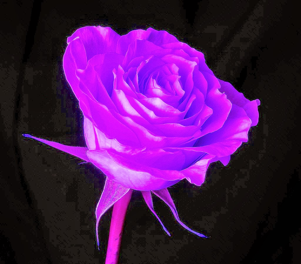 Quotes About Purple Roses. QuotesGram