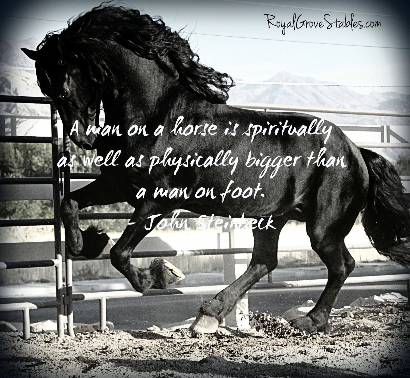 Beautiful Horse Quotes. QuotesGram