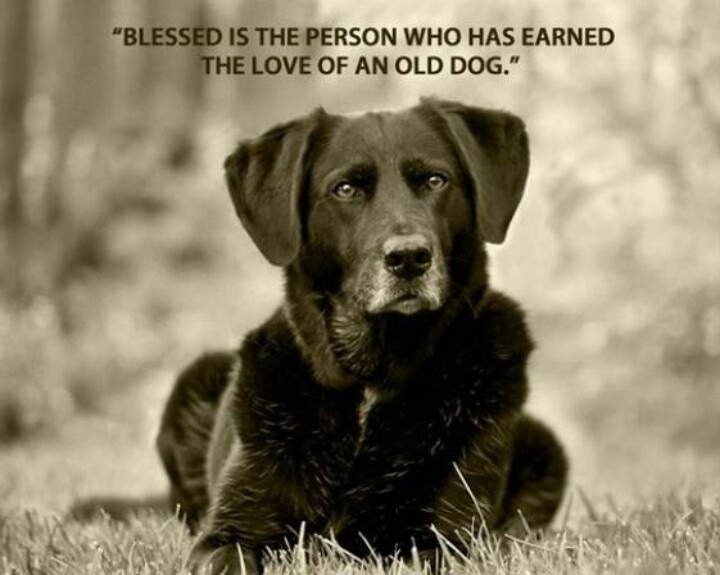 Senior Photos With Dog Quotes QuotesGram senior-photos-with-dog-quotes-quotesgram