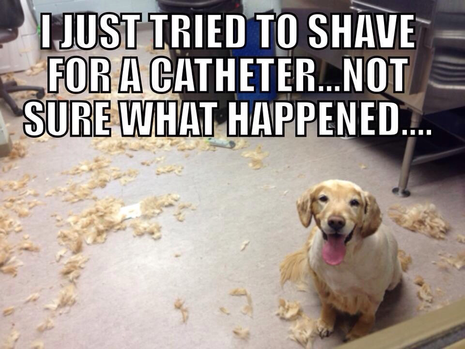 Funny Vet Tech Quotes QuotesGram