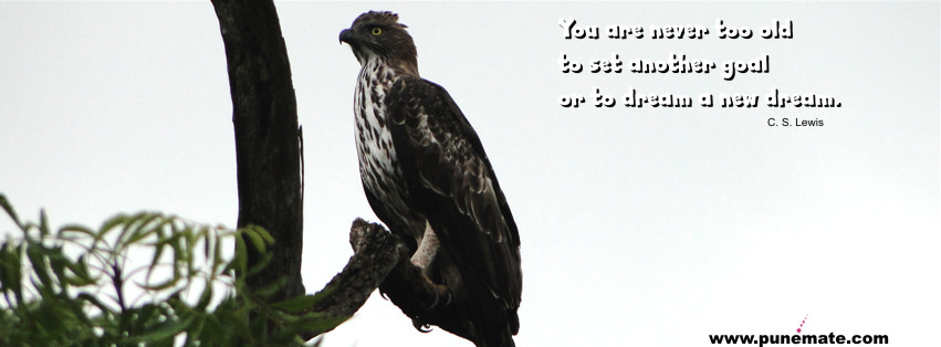 Quotes About Hawks