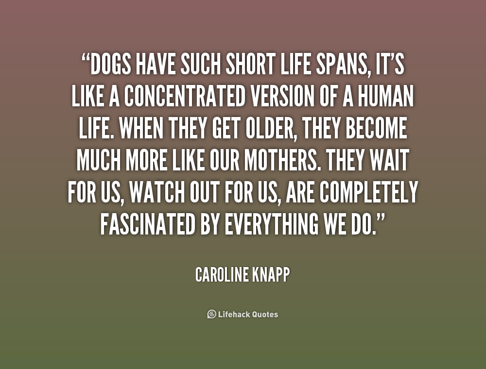 Why Do Dogs Live Such A Short Life