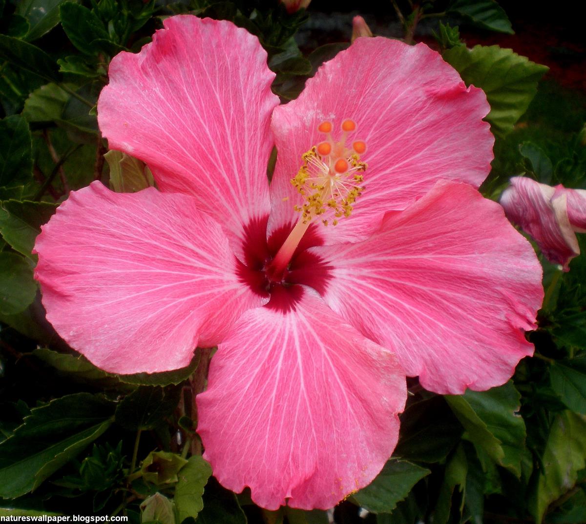 Hibiscus Flower Quotes. QuotesGram