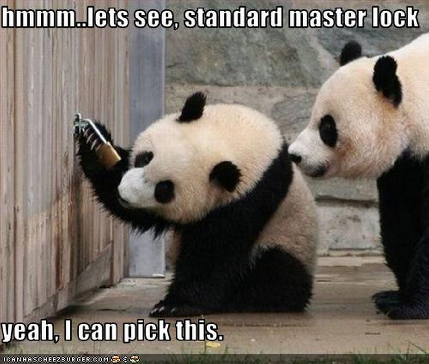 Panda Bear Quotes. QuotesGram