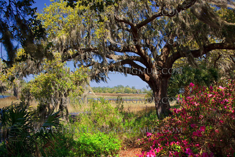 Quotes About Spanish Moss. QuotesGram