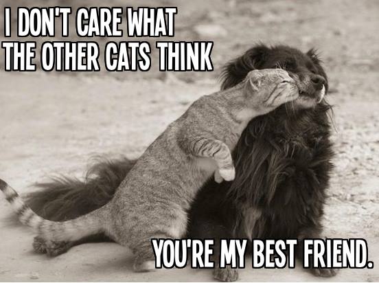 Bff Dog Quotes Quotesgram