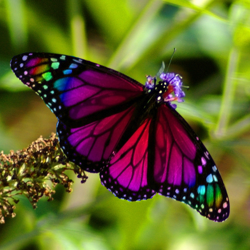 purple butterfly purple butterfly