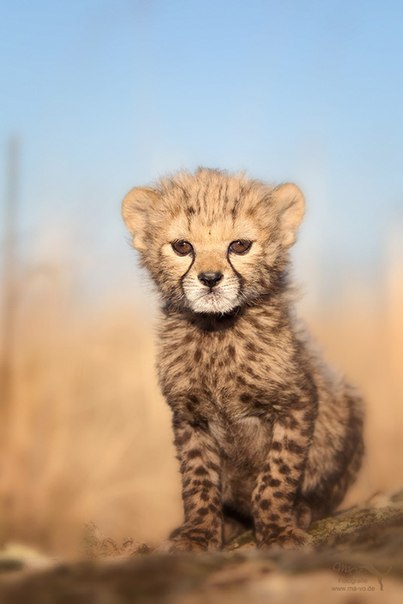 Baby Cheetah Quotes. QuotesGram