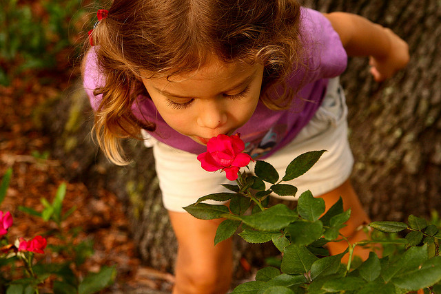 Slow Down And Smell The Roses Quotes Quotesgram Slow Down And Smell The Roses Quotes Quotesgram
