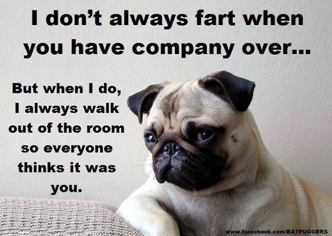 Pug Quotes. QuotesGram