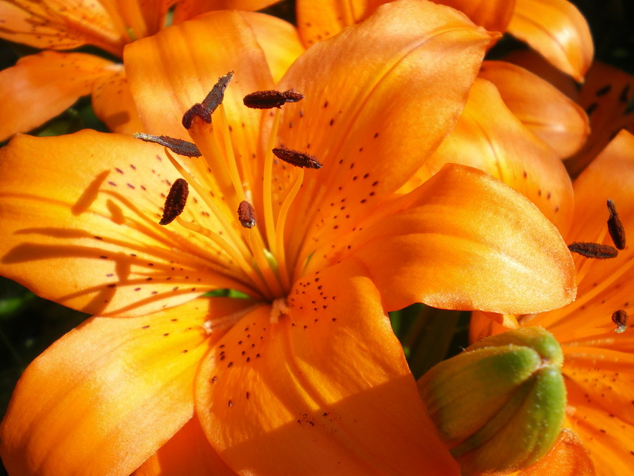 Quotes About Tiger Lilies Orange. QuotesGram